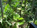 Nong Nooch Tropical Garden 003