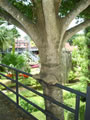 Nong Nooch Tropical Garden 009
