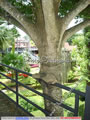 Nong Nooch Tropical Garden 009